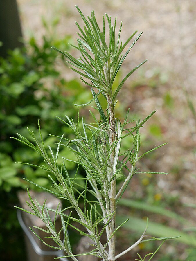 JardinBio rosmariin 40g