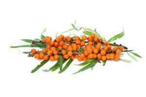 Sea buckthorn branch with berries