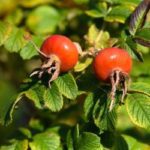 Loodusravi kibuvitsamarjad 40g, öko