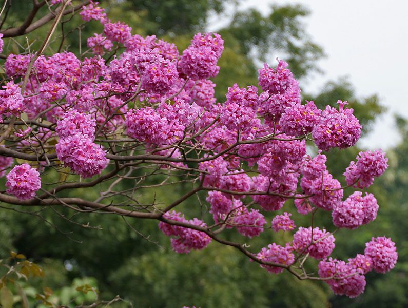 Tabebuia_impetiginosa_(Pink_Trumpet_tree)_in_Hyderabad,_AP_W_IMG_2605