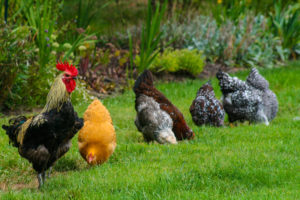 foghorn-blue-maran-rooster-watching-out-while-the-girls-hens-eat