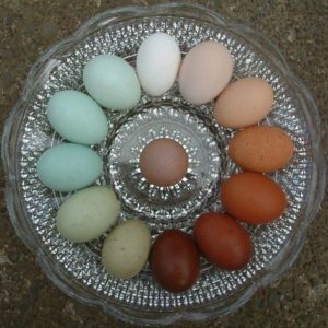 värvilised munad