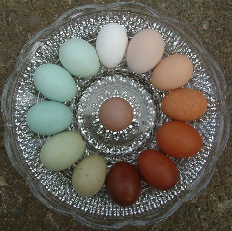 Millised kanamunad osta pühadeks ja kuidas neid värvida?