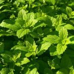 JardinBio meliss 25g öko