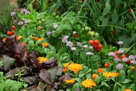 12-vegetables-and-flowers-rhs-chelsea