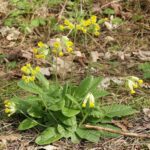 Uuskaubi talu Nurmenukuõie tee 15g