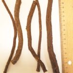 Lagritsajuured (pulgad) 5 tk Türgi